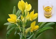 司巴丁（鹰爪豆碱）