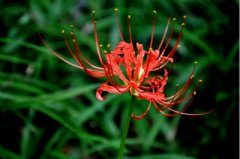 <b>盐酸石蒜碱</b>