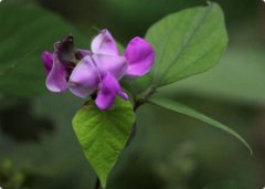 葛根提取物（药食同源）