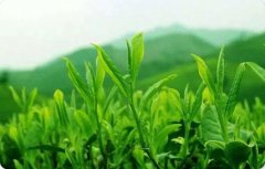 绿茶提取物茶多酚（药食同源）