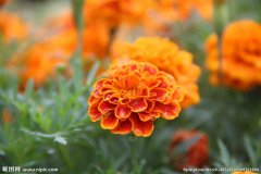 叶黄素（新资源食品）