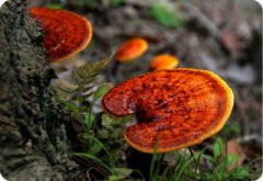 灵芝提取物（药食同源）