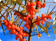 沙棘黄酮&异鼠李素（药食同源）