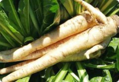 蒲公英根提取物（药食同源）