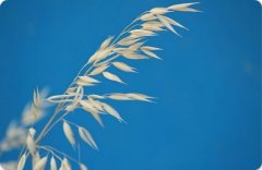 <b>燕麦β-葡聚糖（新资源食品）</b>