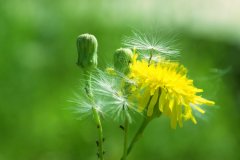 <b>蒲公英全草提取物（药食同源）</b>