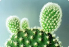 仙人掌提取物