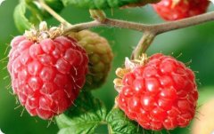 覆盆子提取物（药食同源）