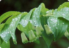 黄精提取物（药食同源）
