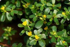 马齿笕提取物（药食同源）