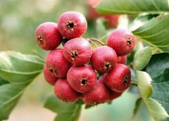 山楂果提取物（药食同源）