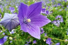 桔梗提取物（药食同源）