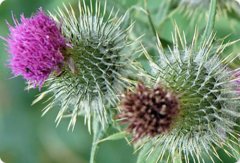 水飞蓟提取物水飞蓟素