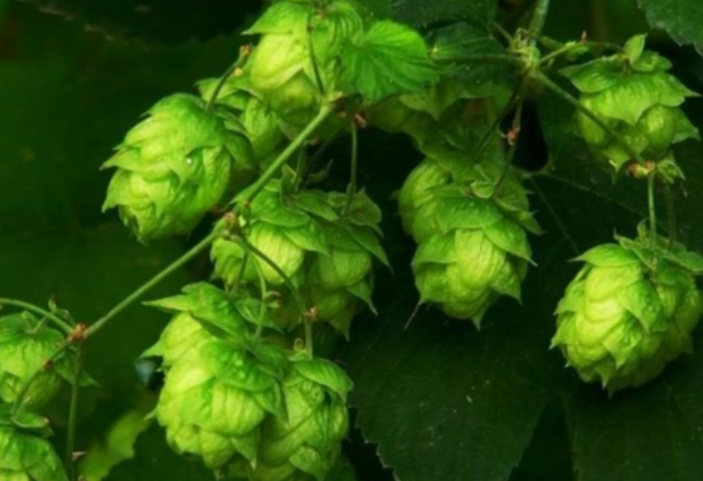 啤酒花的主要用途有哪些？