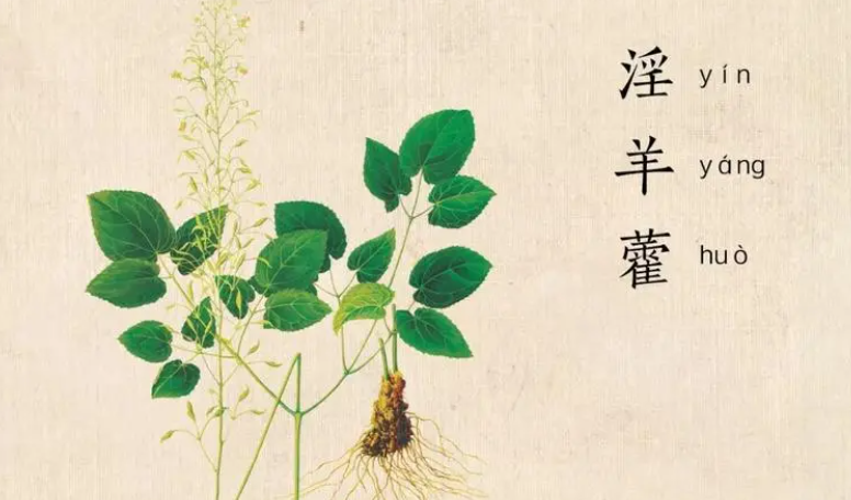 淫羊藿提取物的用途和生产工艺