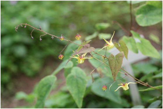 淫羊藿提取物的生产工艺