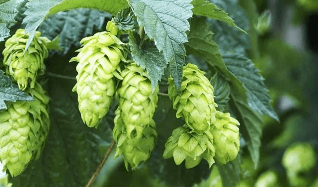 啤酒花烘干工艺